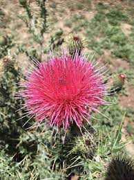 Attēlu rezultāti vaicājumam “Cirsium x rigens”