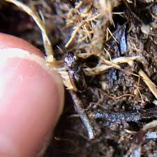 Attēlu rezultāti vaicājumam “Notiophilus biguttatus”