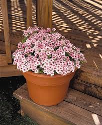 Image result for Phlox drummondii