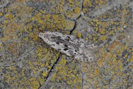 Attēlu rezultāti vaicājumam “Carpatolechia alburnella”