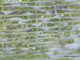 Attēlu rezultāti vaicājumam “Drepanocladus polygamus”