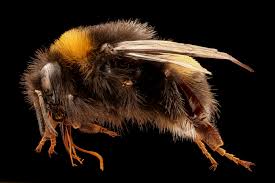 Attēlu rezultāti vaicājumam “Bombus terrestris”