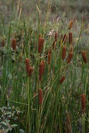 Attēlu rezultāti vaicājumam “Typhaceae”