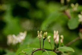 Attēlu rezultāti vaicājumam “Lonicera xylosteum bud”