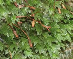 Attēlu rezultāti vaicājumam “Fissidens bryoides”