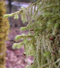 Attēlu rezultāti vaicājumam “Rhytidiadelphus subpinnatus sporophyte”