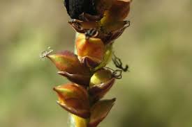 Attēlu rezultāti vaicājumam “Anthracoidea”