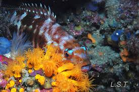 Image result for Serranus atricauda