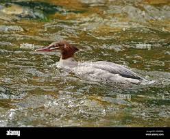 Attēlu rezultāti vaicājumam “Mergus merganser juvenile”