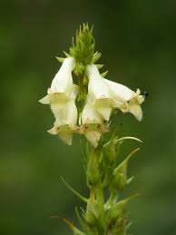 Image result for Digitalis lutea