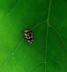 Attēlu rezultāti vaicājumam “Hippodamia notata”