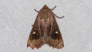 Attēlu rezultāti vaicājumam “Eupsilia transversa”