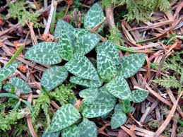 Attēlu rezultāti vaicājumam “Goodyera repens fruit”