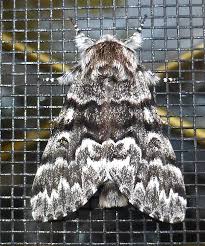 Attēlu rezultāti vaicājumam “Epirranthis diversata”