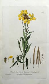 Image result for Cheiranthus cheiri