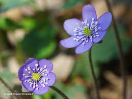Attēlu rezultāti vaicājumam “Hepatica nobilis”