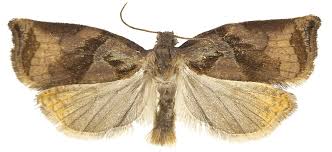 Attēlu rezultāti vaicājumam “Archips podana female”