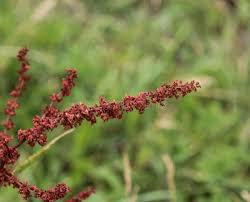 Attēlu rezultāti vaicājumam “Rumex acetosa bud”