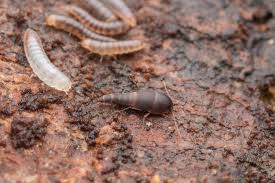 Attēlu rezultāti vaicājumam “Sepedophilus sp.”