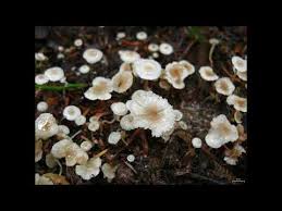 Attēlu rezultāti vaicājumam “Collybia cirrhata”