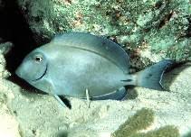 Image result for Acanthurus bahianus