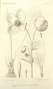 Image result for Meconopsis betonicifolia