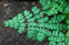 Attēlu rezultāti vaicājumam “Thalictrum lucidum leaf”
