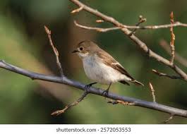 Attēlu rezultāti vaicājumam “Ficedula hypoleuca female”