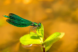 Attēlu rezultāti vaicājumam “Calopteryx virgo male”