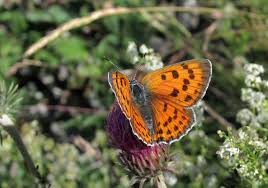 Attēlu rezultāti vaicājumam “Lycaena alciphron underside”