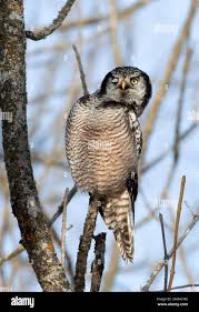 Image result for Surnia ulula