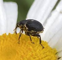 Attēlu rezultāti vaicājumam “Mononychus punctumalbum”