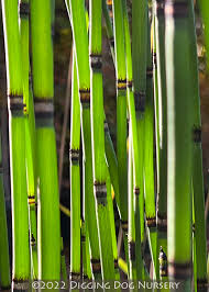 Attēlu rezultāti vaicājumam “Equisetum hyemale”