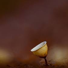 Attēlu rezultāti vaicājumam “Craterium minutum cf. var. brunneum”