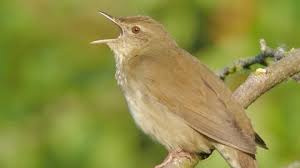 Image result for Locustella fluviatilis