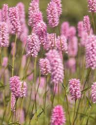 Image result for Lavendel