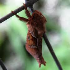 Attēlu rezultāti vaicājumam “Hepialus sylvina female”