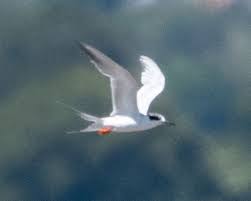 Image result for Sterna forsteri