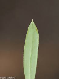 Attēlu rezultāti vaicājumam “Galium schultesii”