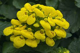 Image result for Calceolaria