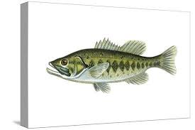 Image result for Micropterus salmoides