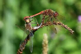 Attēlu rezultāti vaicājumam “Sympetrum sanguineum”