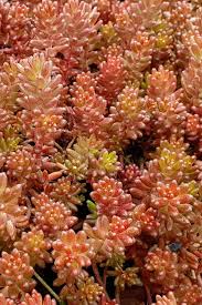 Image result for Sedum album `Coral Carpet`