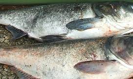 Image result for Hypophthalmichthys nobilis