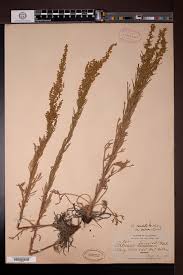 Image result for Artemisia caudata