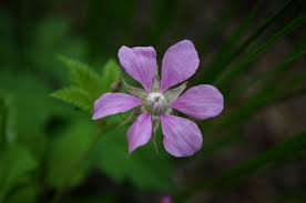 Attēlu rezultāti vaicājumam “Rubus arcticus flower”