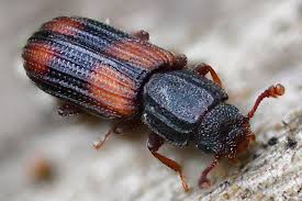 Attēlu rezultāti vaicājumam “Bitoma crenata”