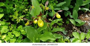 Attēlu rezultāti vaicājumam “Cypripedium calceolus leaf”