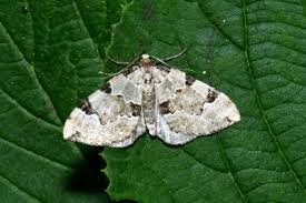 Attēlu rezultāti vaicājumam “Colostygia pectinataria”