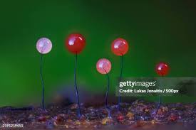 Attēlu rezultāti vaicājumam “myxomicetes”